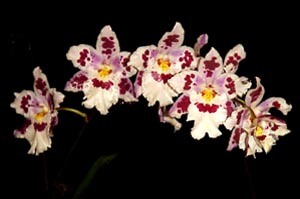 (Miltonia Maui Titan x Odontocidium Harry Sutton) 'Lavender Lace'