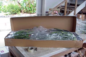 Orchid box packed and ready for sealing