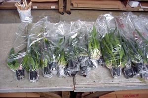 Plants groomed and individually wrapped